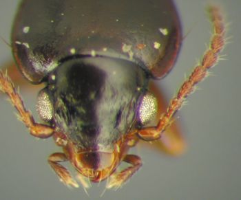 Media type: image;   Entomology 33056 Aspect: head dorsal view